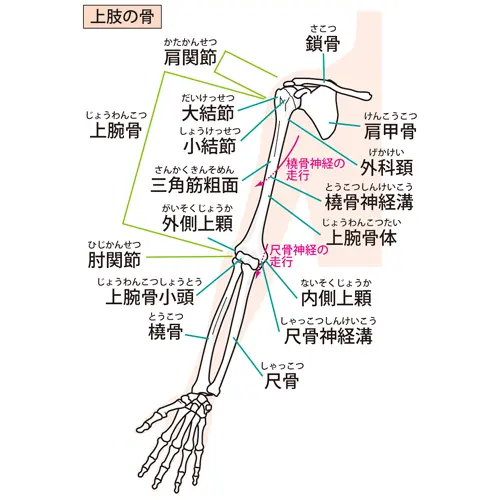 上肢の骨イラスト