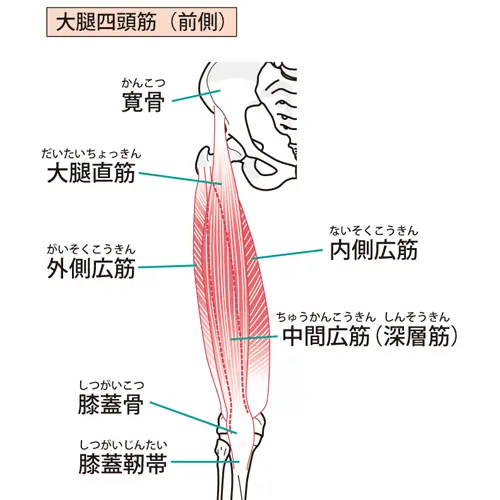 大腿四頭筋の図解イラスト