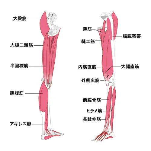 足の筋肉図解イラスト