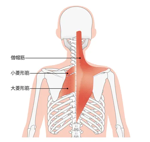 首背中の筋肉図解イラスト