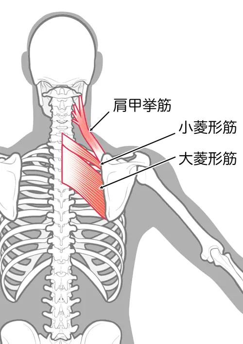 肩周りの筋肉図解イラスト