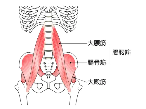 骨盤周りの筋肉図解イラスト