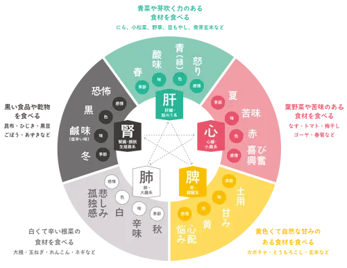 臓象学説イラスト