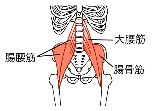 腰回りの筋肉図解イラスト