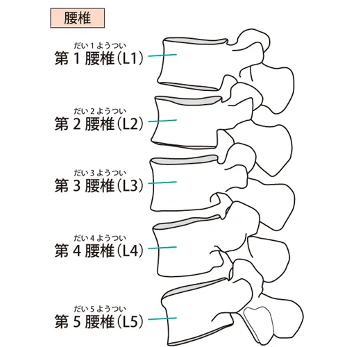 腰椎図解イラスト