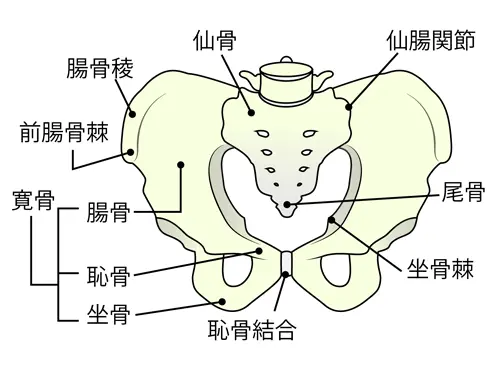 骨盤図解イラスト