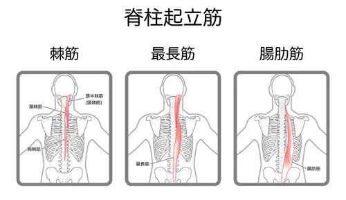 脊柱起立筋イラスト